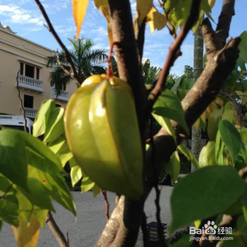 阳桃的培育方法和注意事项