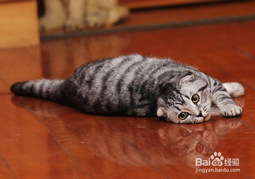 猫咪口臭的几个原因(详细说明)