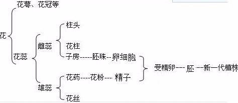 碱性食物生男孩有提升的空间：孕妇须知