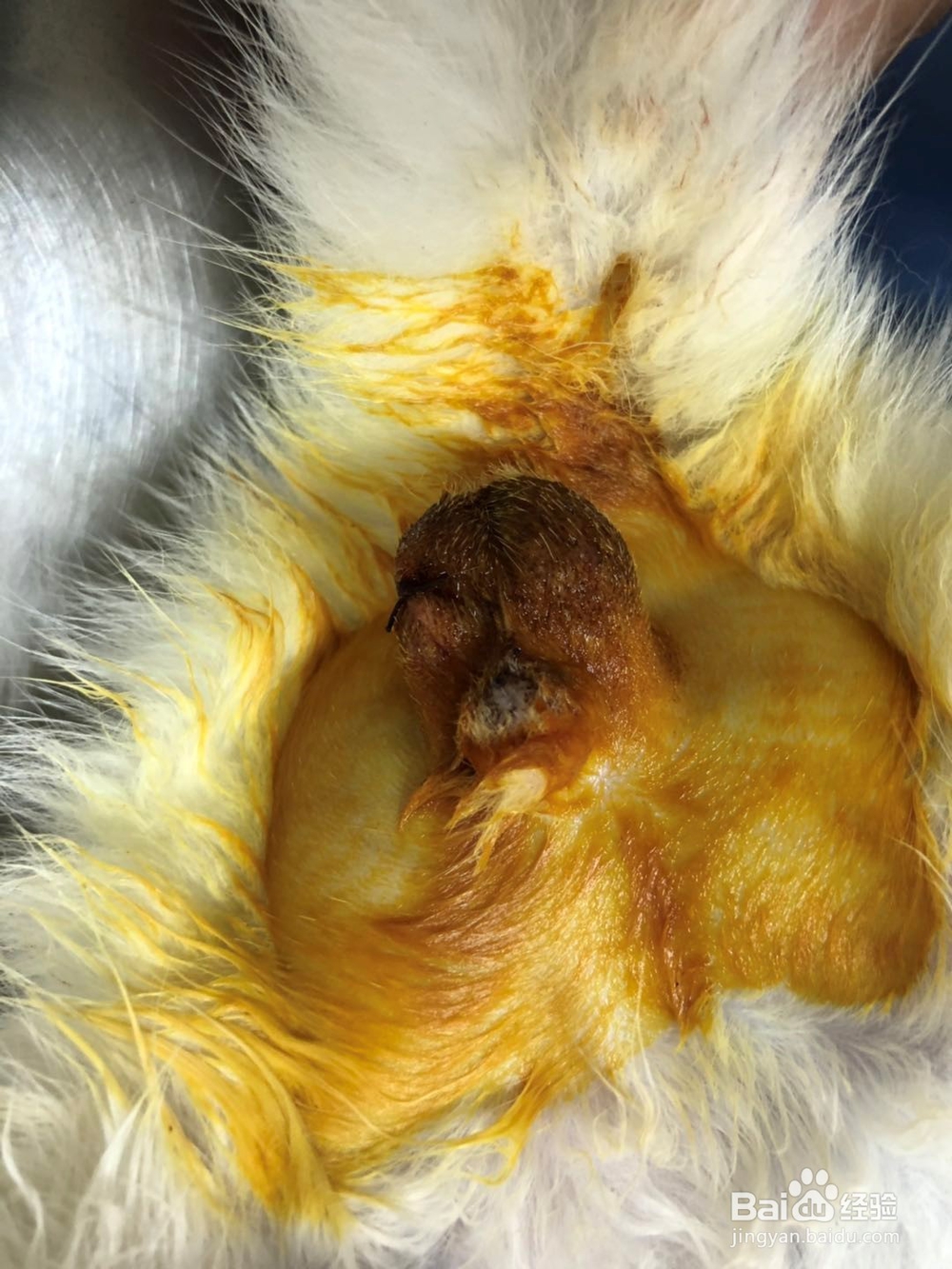 公猫绝育术后护理要点