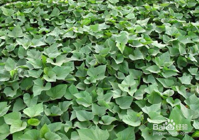 红薯高产种植方法