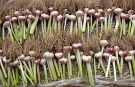 怎么样利用”天然抗生素“大蒜养生