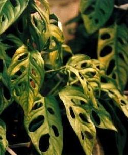 有哪些植物可以清除室内有害物质