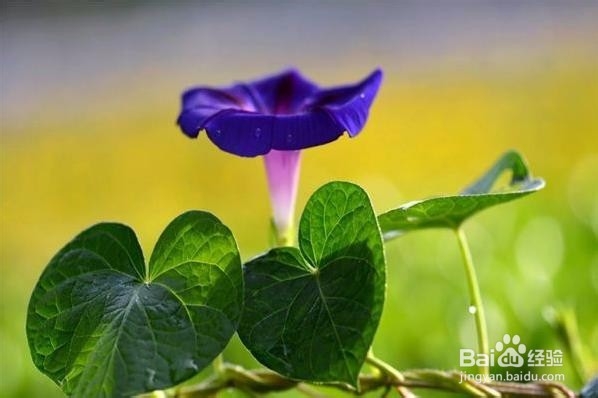 牵牛花怎么支撑