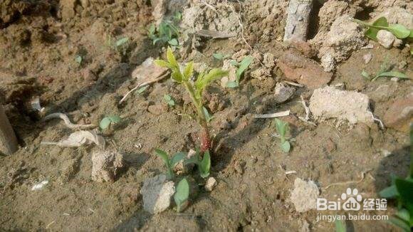 核桃种子育苗方法