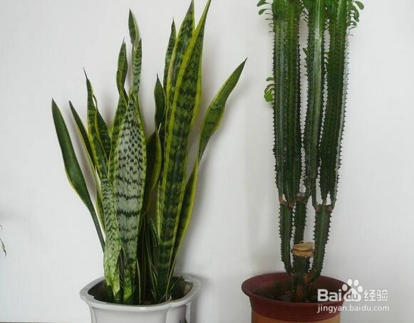 虎皮兰施什么肥好