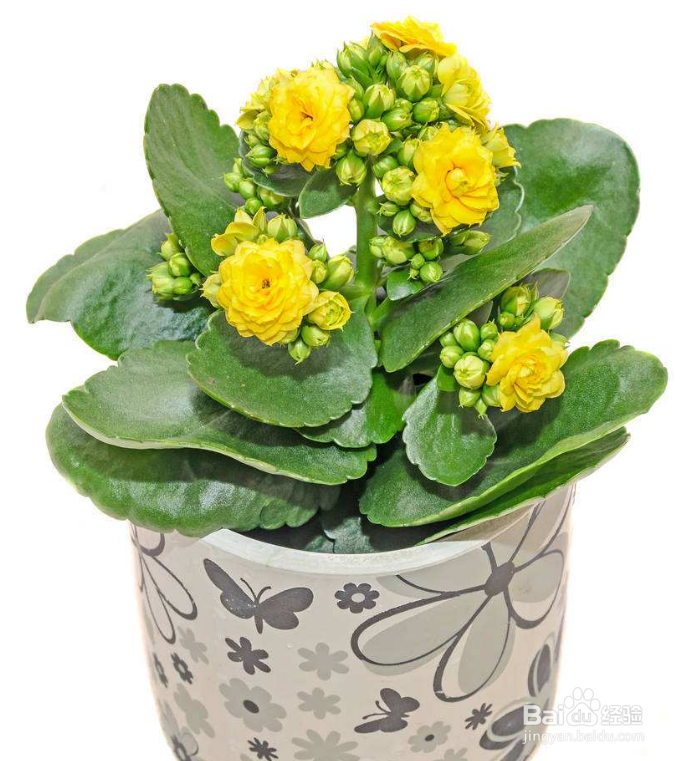 长寿花生虫怎么去除