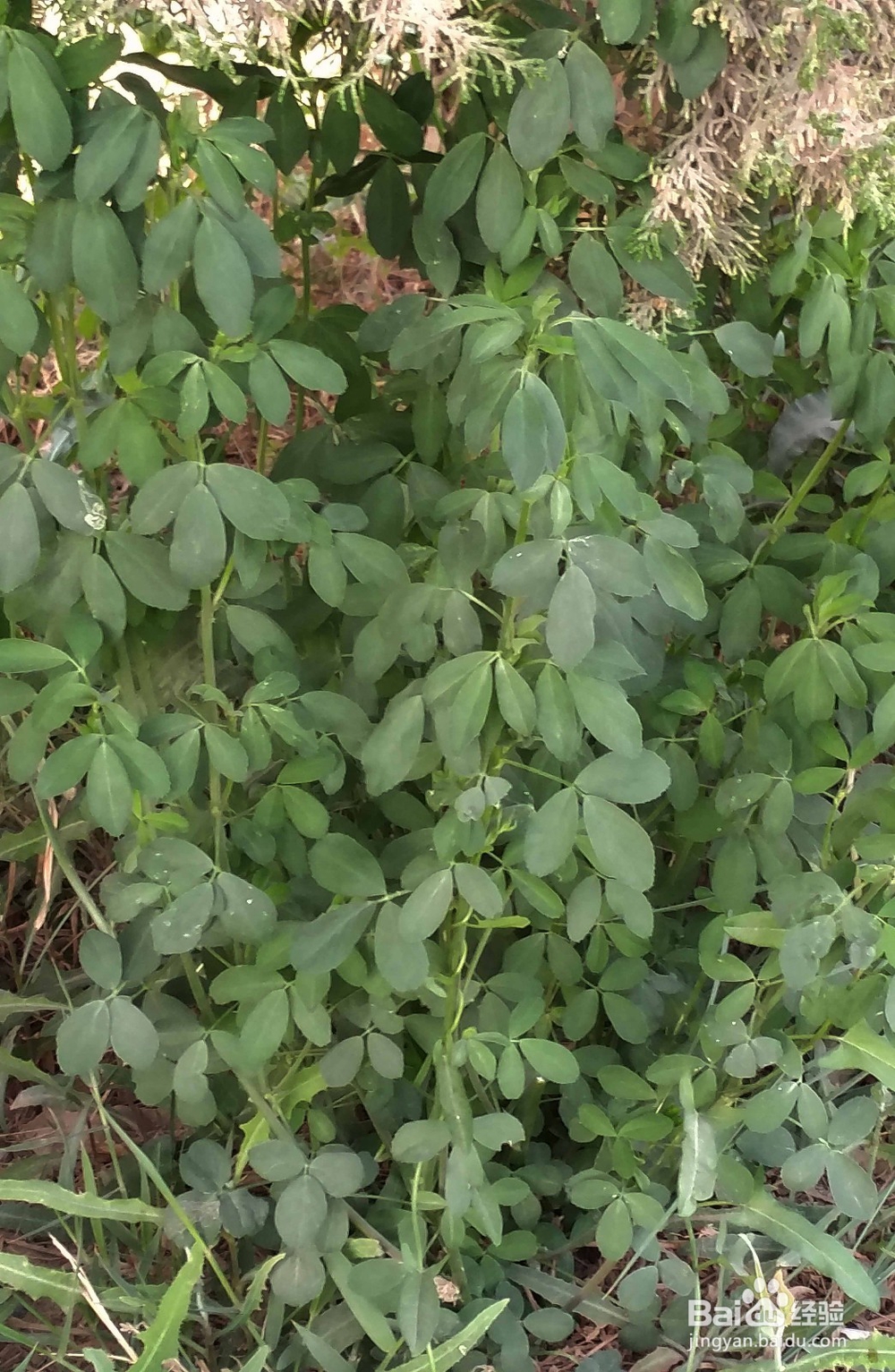 如何区分三叶草和苜蓿