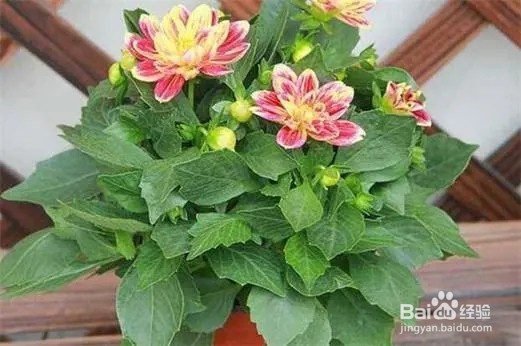 大丽花种子怎么种植方法