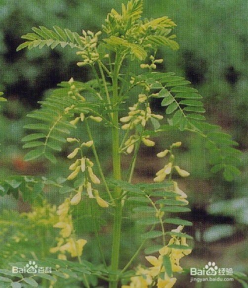 中医偏方书上那些关于免疫力的药食材