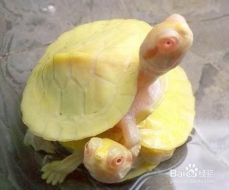 巴西龟需要怎样的饲养环境？