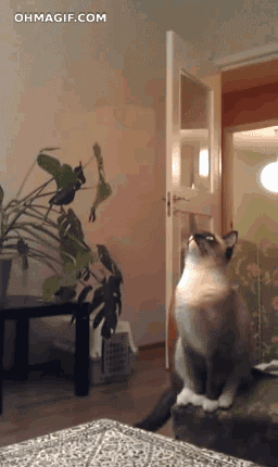 猫咪发现人类存在的终极奥秘