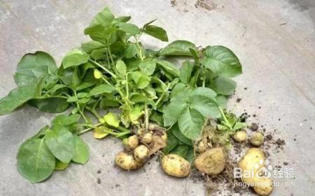 烂苹果、坏土豆别扔，这么做会有奇迹发生！