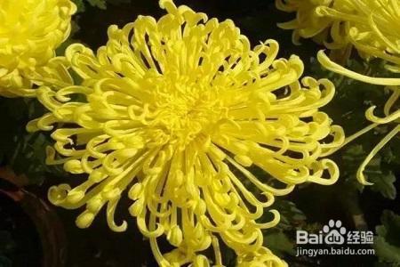 想要秋天有菊花赏？就要这样养，花开的比拳头都大！