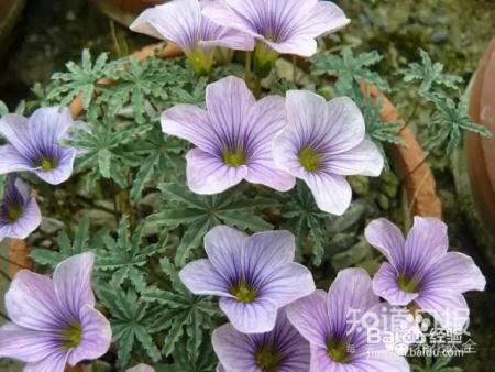 我们养的这些花农村到处都是