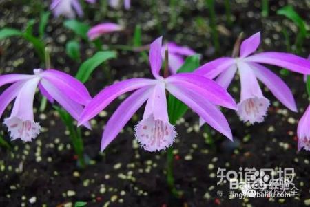 100种兰花品种图鉴，花开瞬间，艳冠群芳！