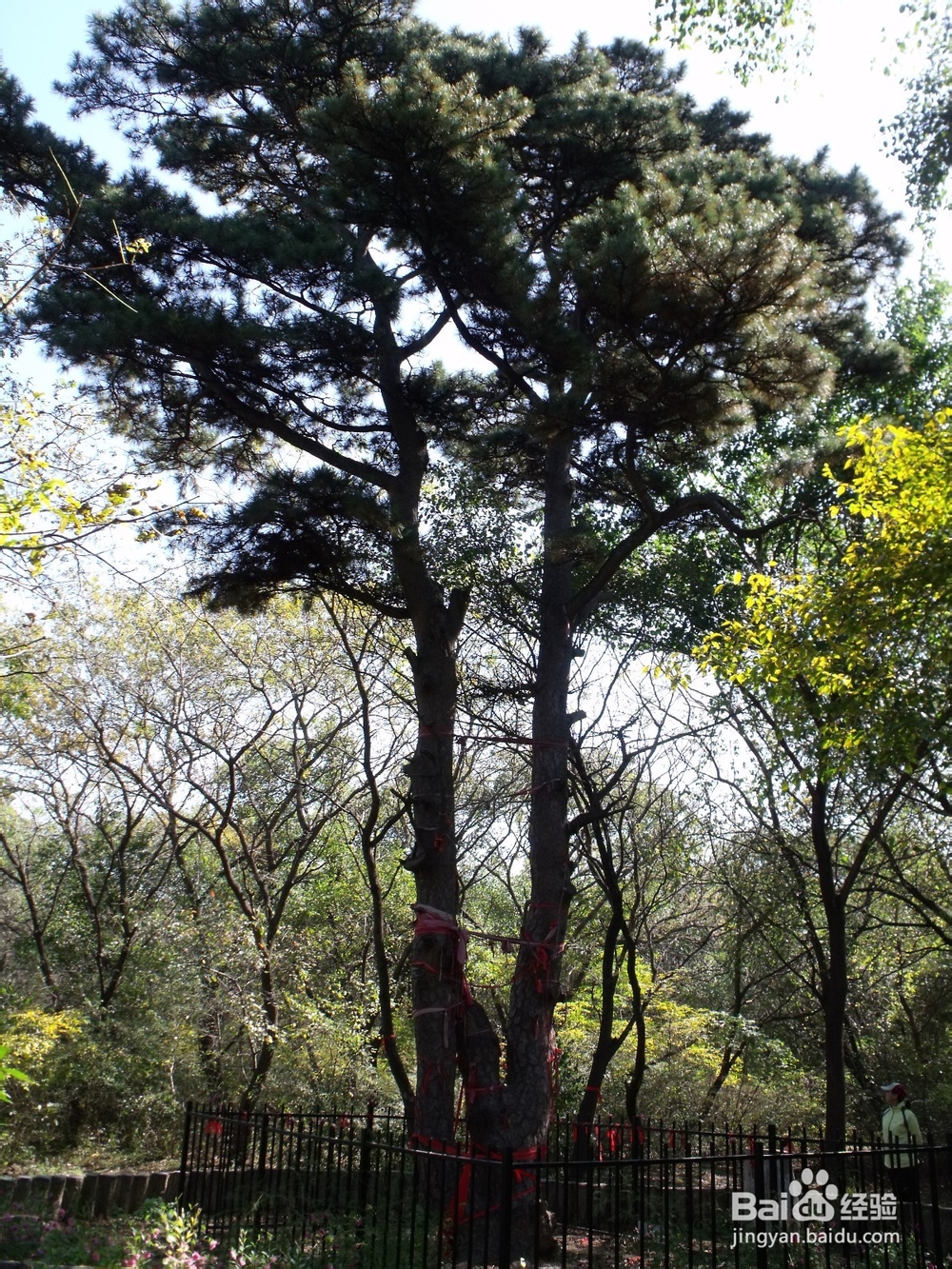 如何探寻沈阳北陵公园的古松群（神树）