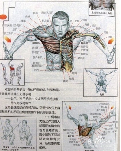 有什么动作可以练胸肌