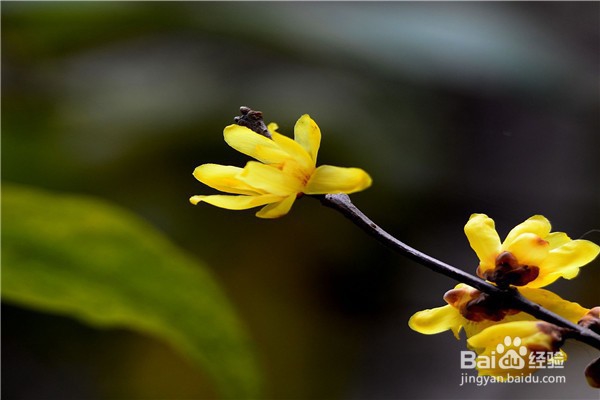 腊梅盆栽怎么养殖？