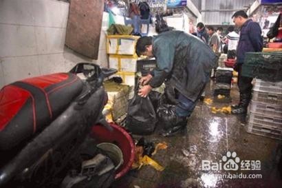 小龙虾的货源地从哪找