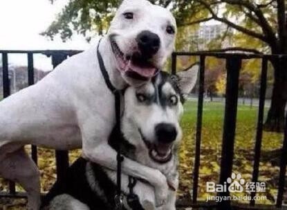 这7种狗跟哈士奇混血，你想象不到的事发生了！