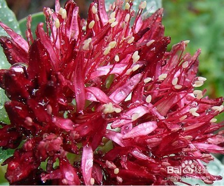 红景天的功效用法及禁忌