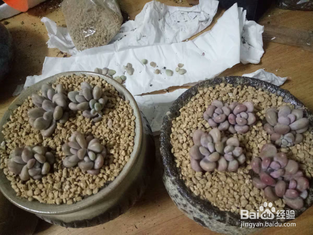 多肉桃蛋怎么养