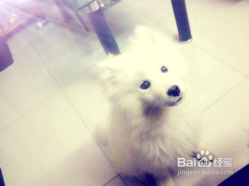 萨摩耶的衣服不能选化纤织物的衣服