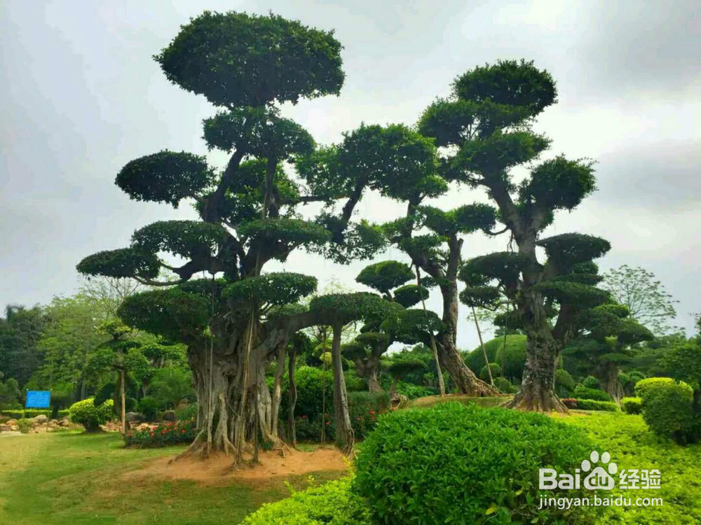 广西南宁南湖公园里面、千姿百态的盆景