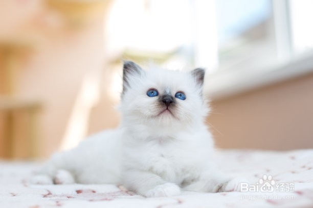 刚出生眼已经睁开的小猫怎么养活