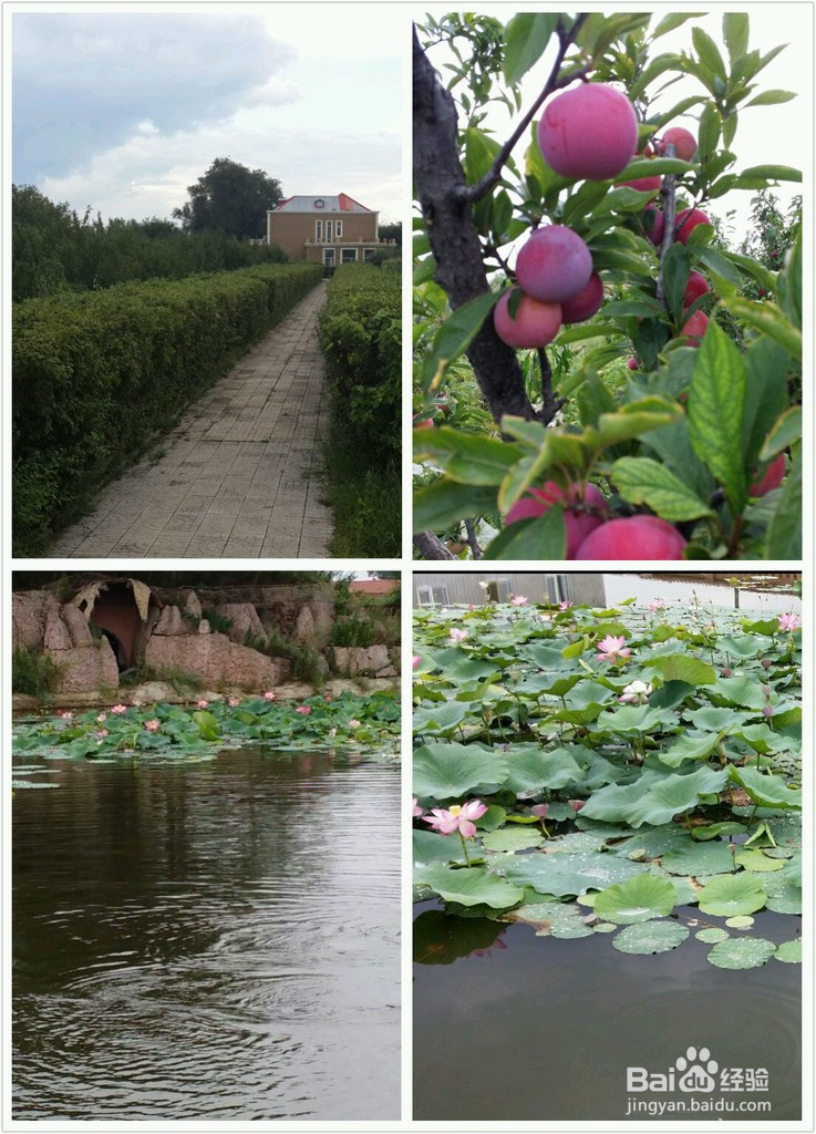 荷叶粉蒸五花肉的做法