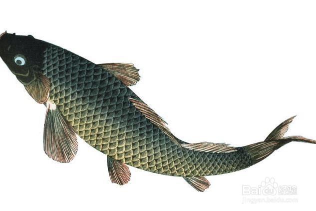 鱼刺卡喉咙了怎么办?