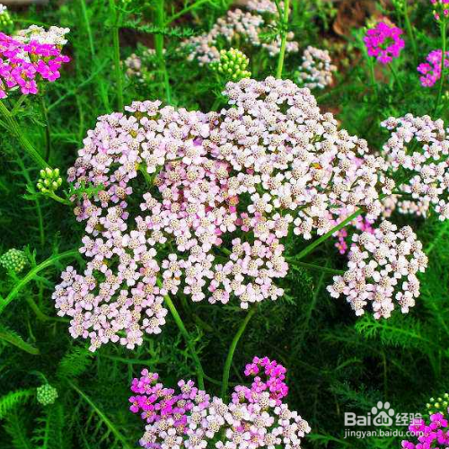 西洋蓍草的培育方法和注意事项