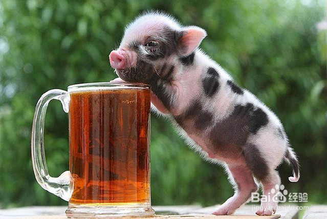 任何饲养宠物猪