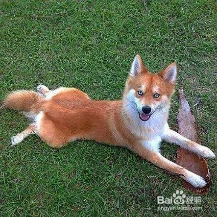 为什么宠物纯种好看,人类却混血好看