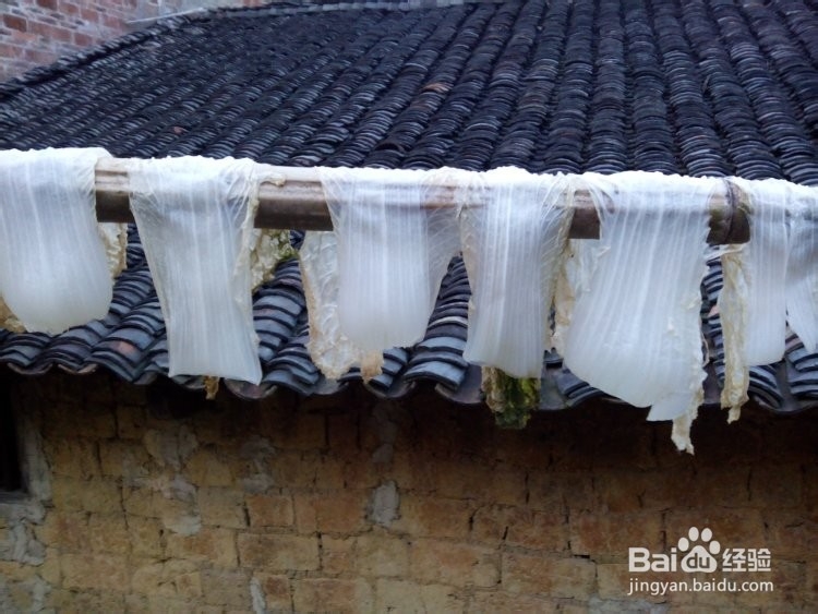 大白菜怎么晒成白菜干