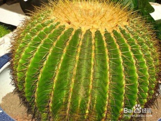 不宜放的家里面的植物