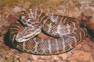 用清理过的蛇泡酒,酒质更安全吗?