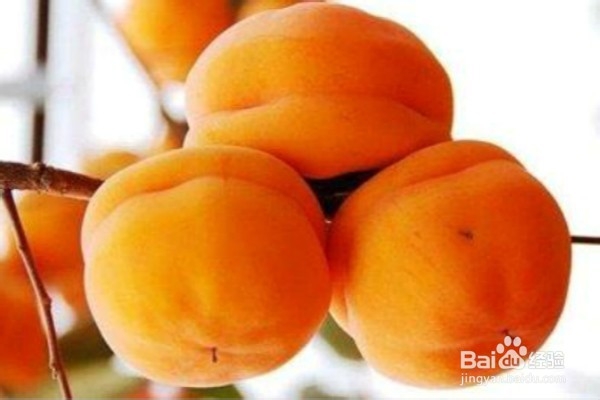 到河北遵化一定要吃的10大美食