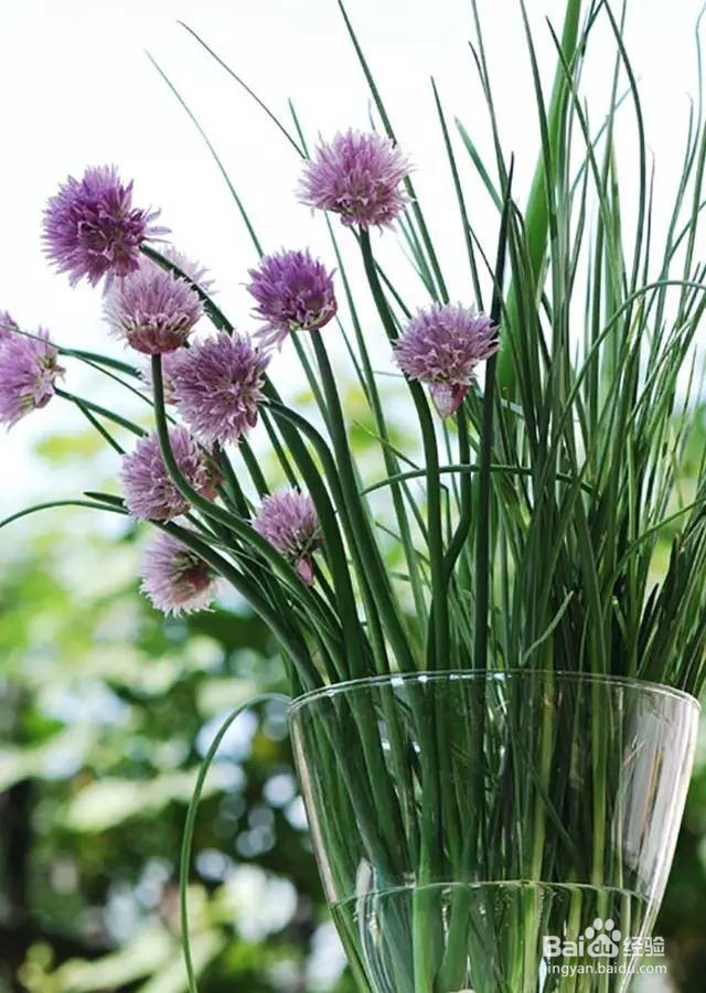 把它们养起来，阳台菜园能如花儿一样美~