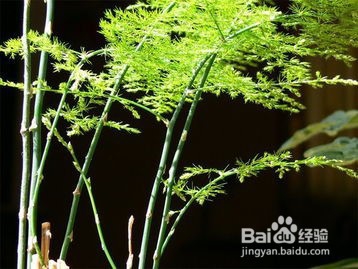 文竹长新芽如何掐尖