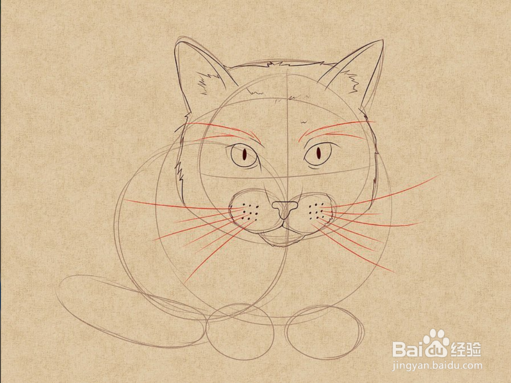 如何快速画姿势不一样的猫呢?