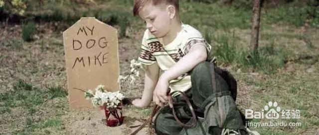 视爱宠如家人,他离世了该如何走出痛苦悲伤?