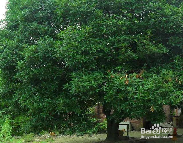 桂花冬天怎么过冬