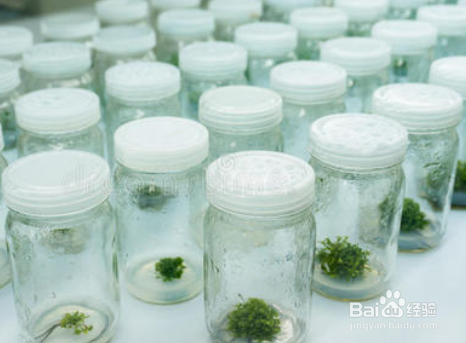 植物叶片提取DNA溶液粘稠怎么办