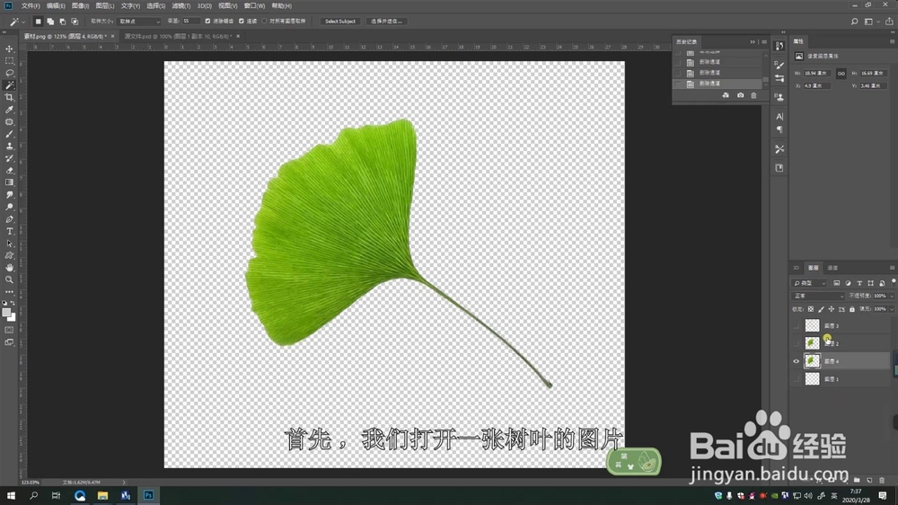 PS提取树叶脉络制作多彩树叶