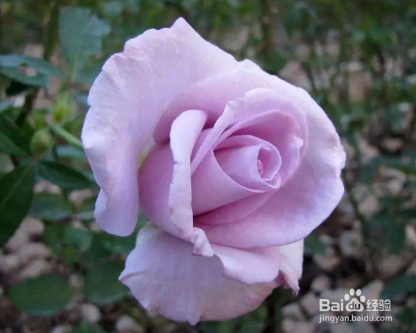 月季树的嫁接方法及之后的管理？