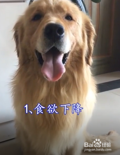 狗狗中暑的表现有什么