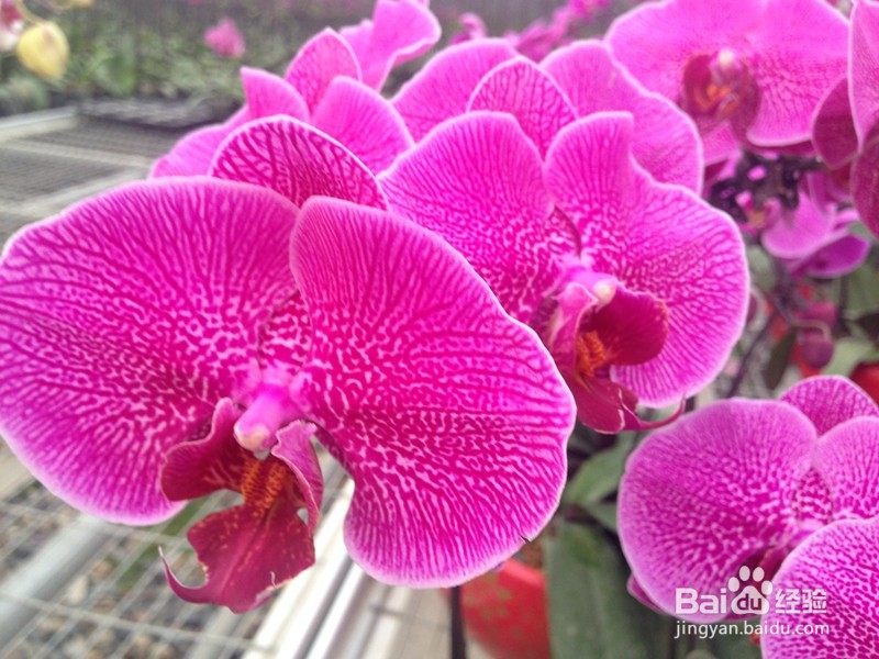 复合函数y=(10x^n+sinx^3)^3的导数计算