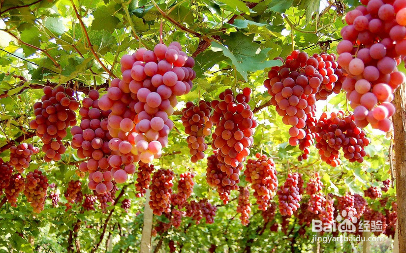 怎么种葡萄好